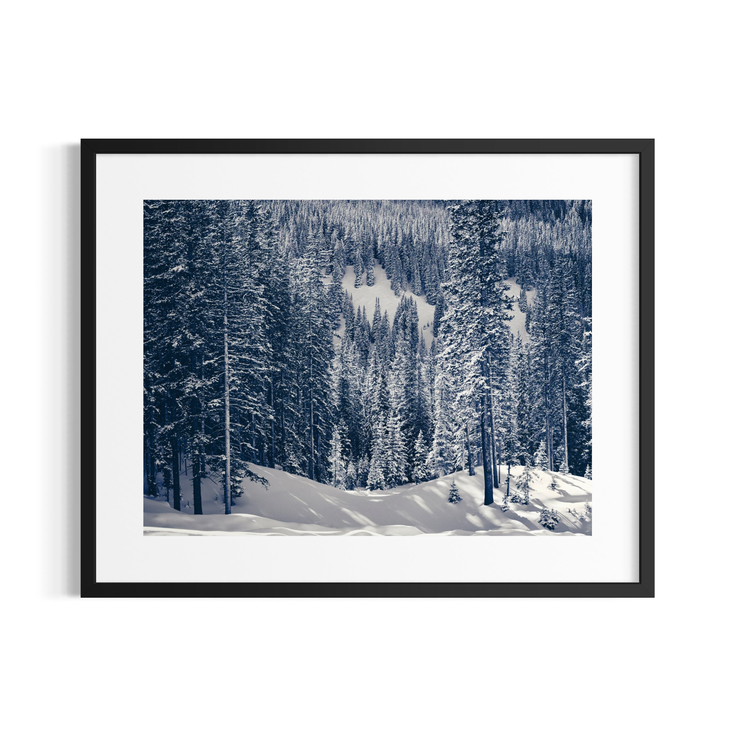 Snowy Pines | Aspen, Colorado