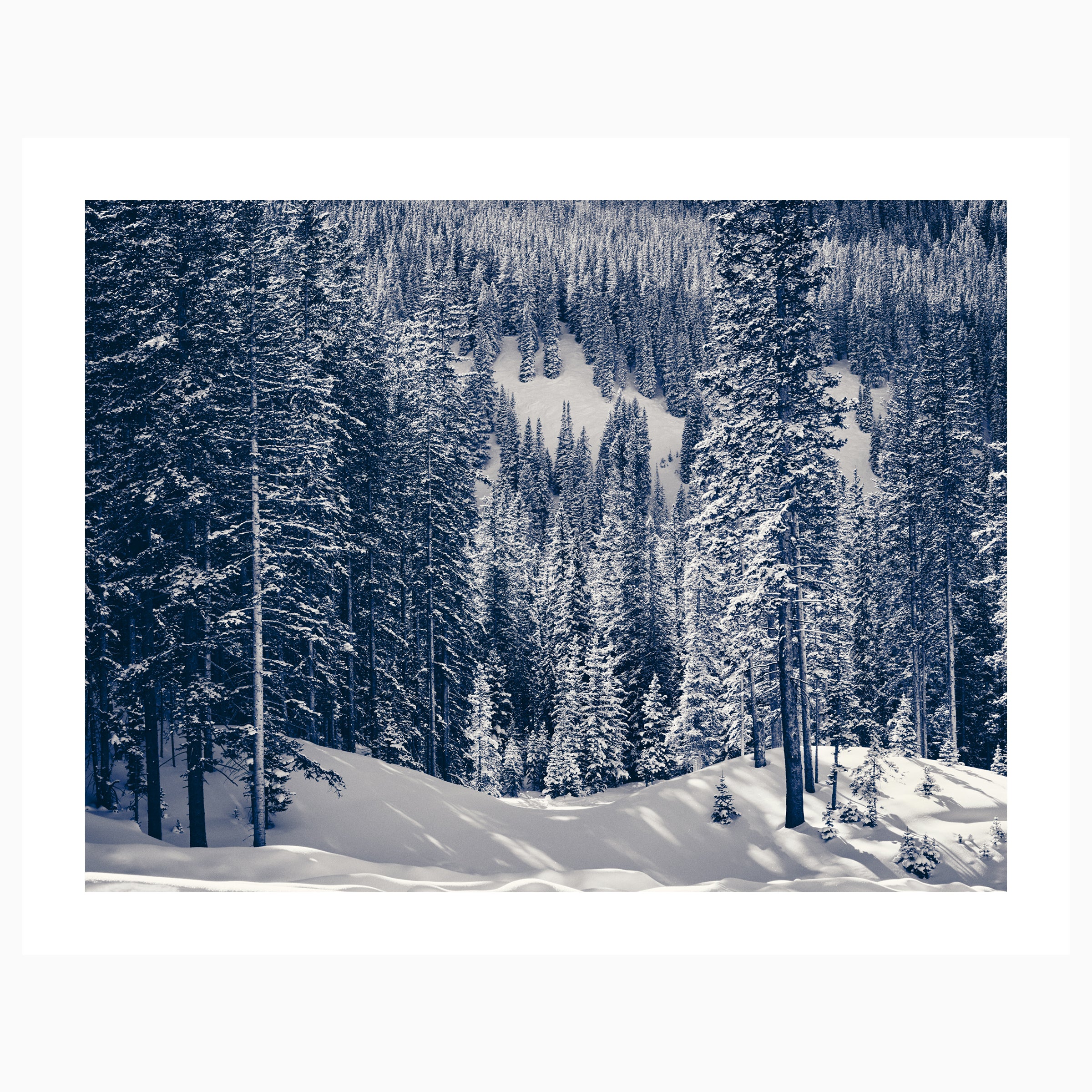 Snowy Pines | Aspen, Colorado