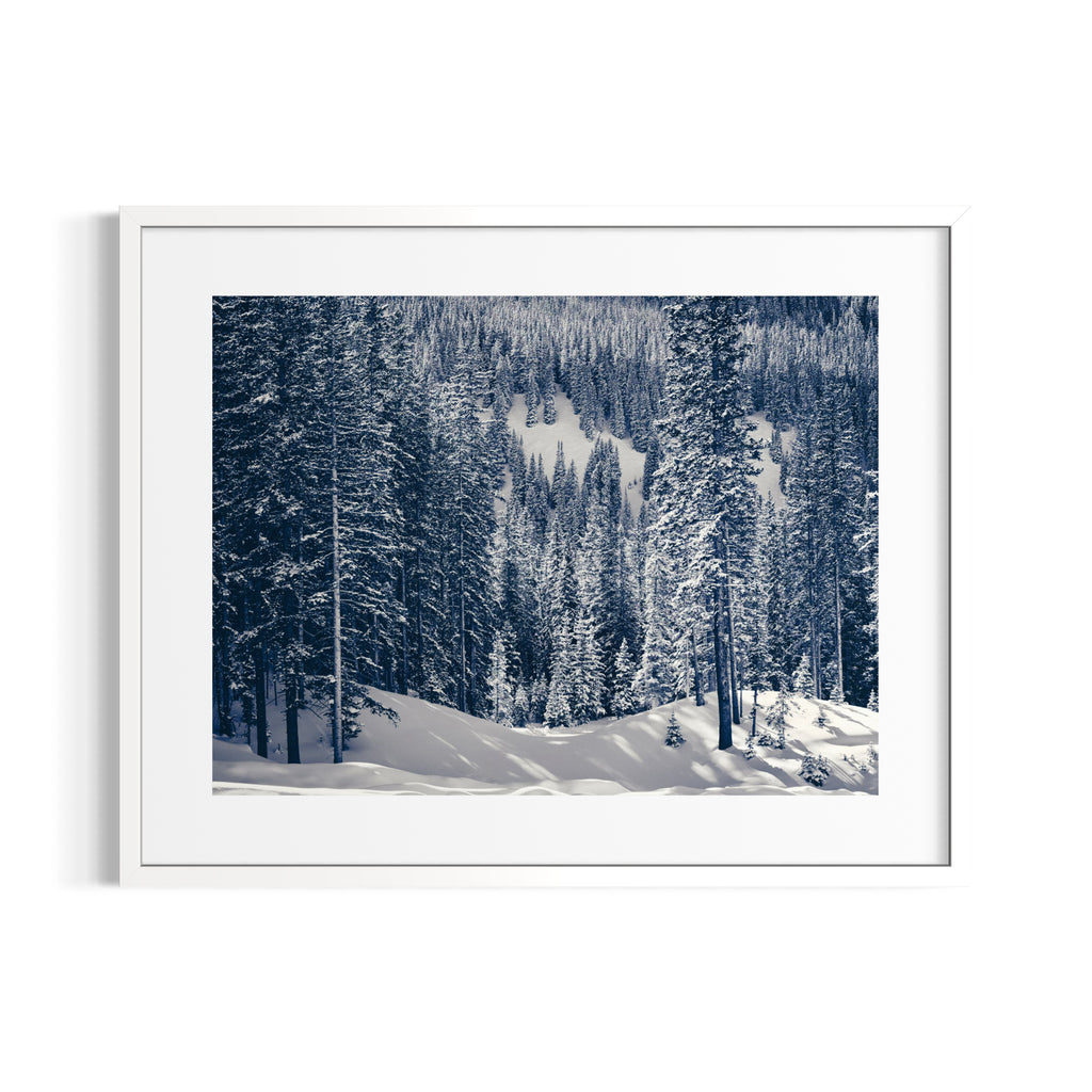 Snowy Pines | Aspen, Colorado