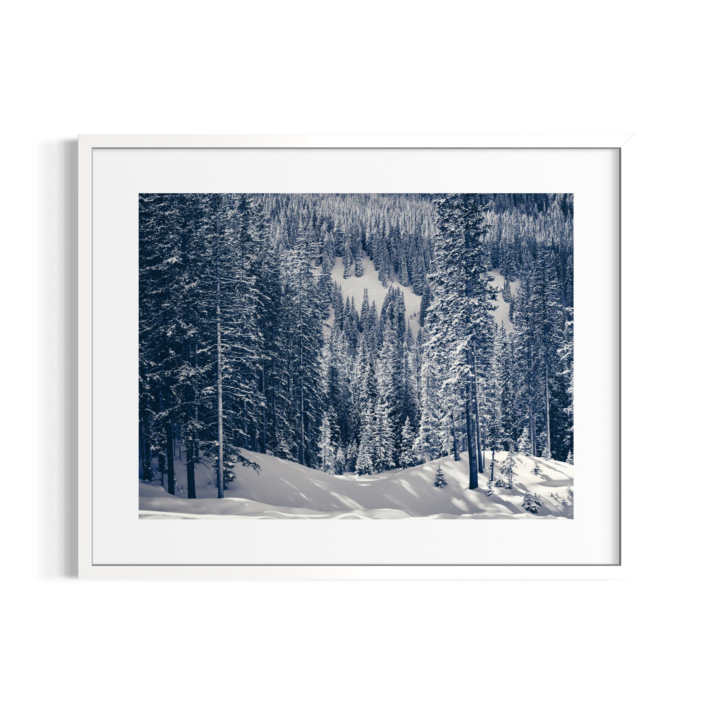 Snowy Pines | Aspen, Colorado