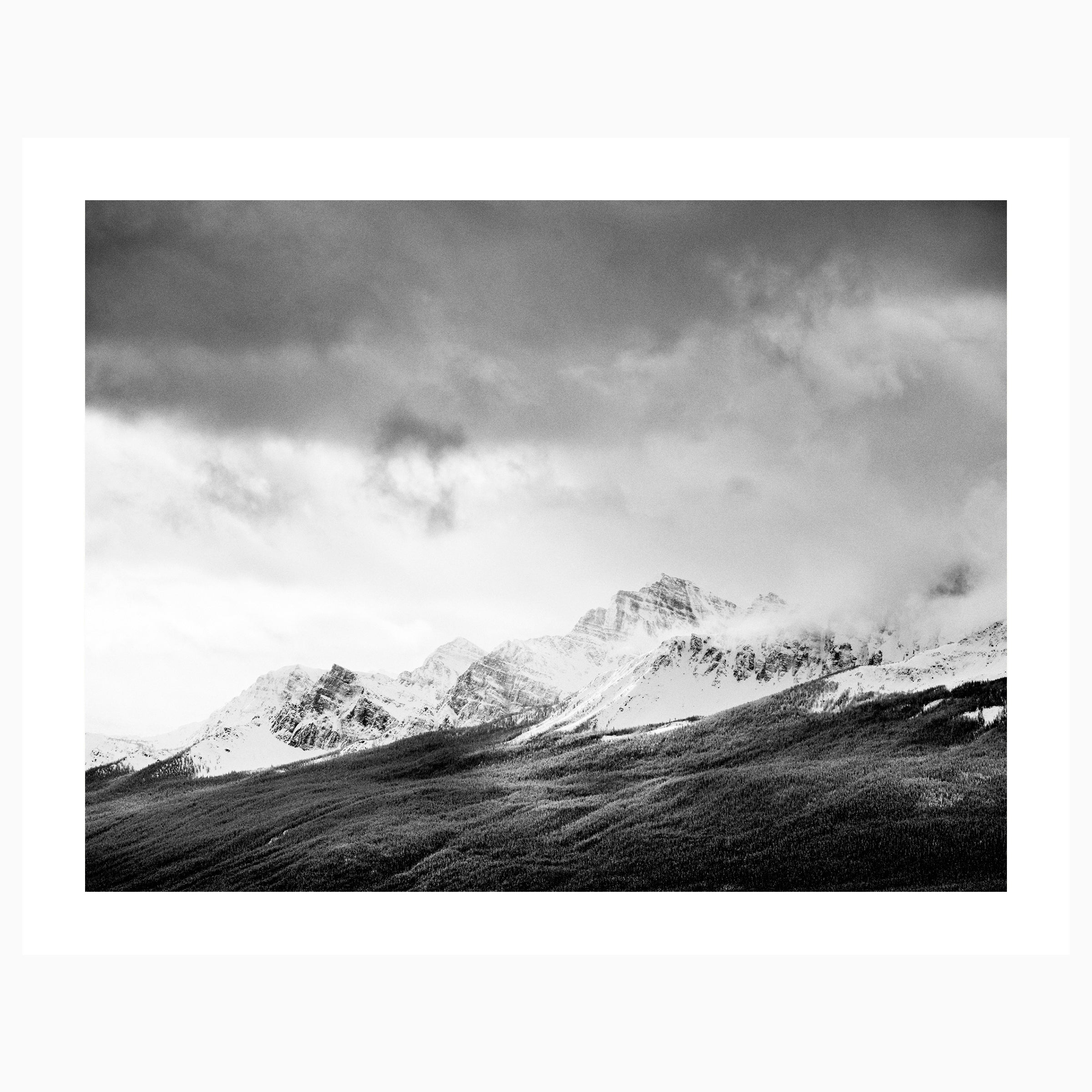 Tree Line | Banff National Park, Alberta